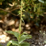 Epipactis tremolsii