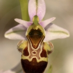 Ophrys corbariensis