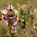 Ophrys corbariensis