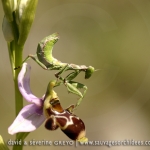 Ophrys corbariensis