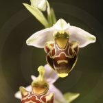 Ophrys corbariensis