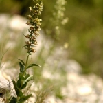 Epipactis tremolsii