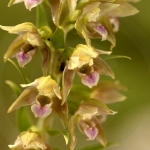 Epipactis tremolsii