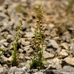 Epipactis tremolsii