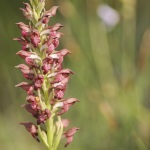 Anacamptis fragrans (Syn. Orchis fragrans)