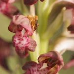 Anacamptis fragrans (Syn. Orchis fragrans)