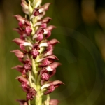 Anacamptis fragrans