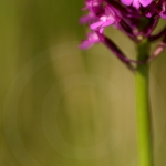 Anacamptis pyramidalis