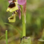 Ophrys tenthredinifera