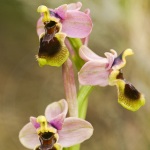 Ophrys tenthredinifera