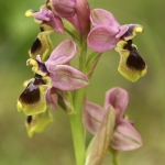 Ophrys tenthredinifera