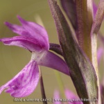 Dactylorhiza elata