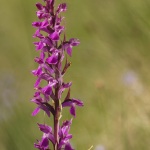 Dactylorhiza elata