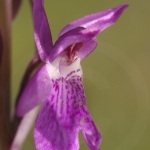 Dactylorhiza elata