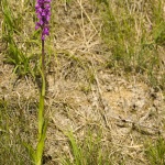 Dactylorhiza elata