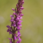 Dactylorhiza elata