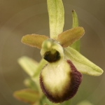 Ophrys exaltata ssp. marzuela