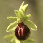Ophrys exaltata ssp. marzuela