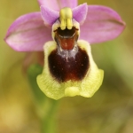 Ophrys tenthredinifera