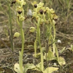 Ophrys lupercalis