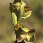 Ophrys vasconica