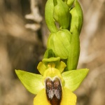 Ophrys lutea