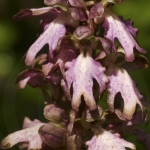 Himantoglossum robertianum