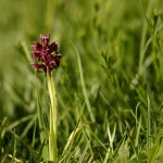 Anacamptis coriophora