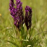 Dactylorhiza alpestris