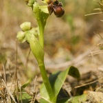 Ophrys bombyliflora