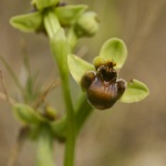 Ophrys bombyliflora