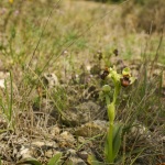 Ophrys bombyliflora