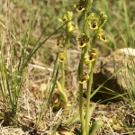 Ophrys lutea