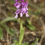 Orchis olbiensis