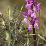 Orchis olbiensis