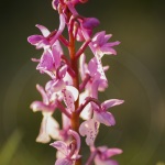 Orchis olbiensis