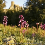 Orchis olbiensis