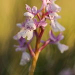 Orchis olbiensis