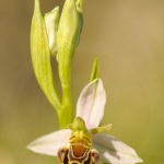 Ophrys apifera var. auri