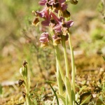 Ophrys tenthredinifera