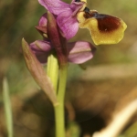 Ophrys tenthredinifera