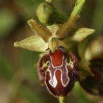 Ophrys provincialis