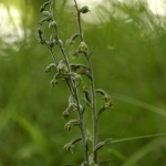 Epipactis microphylla