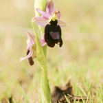 Ophrys aurelia