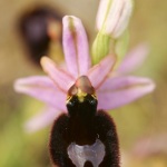 Ophrys aurelia