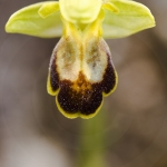 Ophrys marmorata