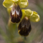 Ophrys marmorata