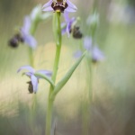 Ophrys scolopax