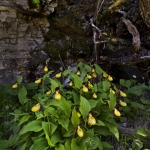 Cypripedium calceolus