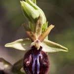 Ophrys incubacea